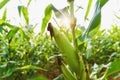 Corn agriculture. Green nature. Rural field on farm land in summer. Plant growth. Farming scene. Outdoor landscape and sunlight Royalty Free Stock Photo