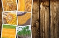 Corn in agriculture, photo collage Royalty Free Stock Photo