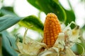 Corn also called Indian corn or maize is an economically important plant