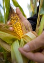 Corn as biomass