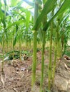 Corn, baby corn, garden, plant, green Royalty Free Stock Photo