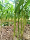 Corn, baby corn, garden, plant, green