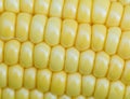 Corn background Royalty Free Stock Photo