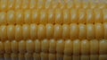 Sweet corn background. Royalty Free Stock Photo