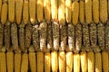 Corn background, Pods of dried corn texture, Corn pods under sunlight