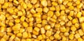 Corn background and texture. Yellow seeds. Panorama. Royalty Free Stock Photo