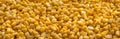 Corn background and texture. Yellow seeds. Panorama. Royalty Free Stock Photo