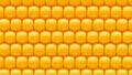 Corn background 04 try