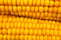 Corn background