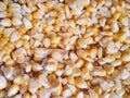 Corn is the basic ingredient for making popcorn