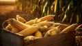 Corn on a basket in the field with mature corn cobs lying on the ground Royalty Free Stock Photo