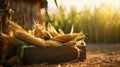 Corn on a basket in the field with mature corn cobs lying on the ground Royalty Free Stock Photo