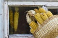 Corn in a basket at an old window. Royalty Free Stock Photo