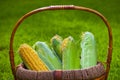 Corn Basket summer season garden