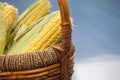 Corn Basket summer season garden