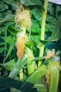 Corn on the bed Royalty Free Stock Photo