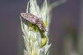 A corn beetle on wheat stalk Royalty Free Stock Photo