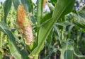 Corn being eaten in the garden