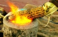 Corn being roasted