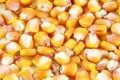 Corn berrys Royalty Free Stock Photo