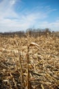 Cornfield after harvest on sunny day Royalty Free Stock Photo