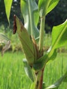 Corn blooms on the branches Royalty Free Stock Photo