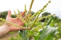 Corn bloowing on a field. Grain pollen.