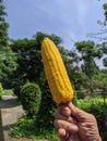 ,Corn boile,Thai food, street in Thailand, delicious, useful
