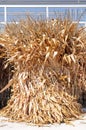Corn broom dried flower