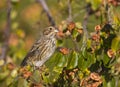 Corn Bunting