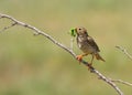 Corn bunting on branch