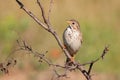 Corn bunting on branch, miliaria calandra Royalty Free Stock Photo