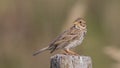 Corn Bunting on Rock Post