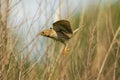 Corn Bunting - Emberiza calandra on the branch with white background, passerine bird in the bunting family Emberizidae, brown Royalty Free Stock Photo