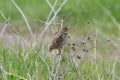 Corn Bunting. Emberiza calandra Royalty Free Stock Photo