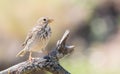 Corn bunting, Emberiza calandra. The male bird sits on a beautiful dry branch Royalty Free Stock Photo