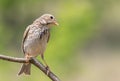 Corn bunting, Emberiza calandra. The male bird sits on a thin branch against a green background Royalty Free Stock Photo
