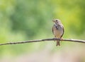 Corn bunting, Emberiza calandra. The male bird sits on a thin branch against a green background Royalty Free Stock Photo