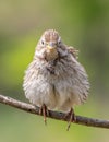 Corn bunting, Emberiza calandra. The male looks into the lens, feathers fluffed up Royalty Free Stock Photo