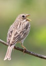 Corn bunting, Emberiza calandra. The male sings while sitting on a branch Royalty Free Stock Photo