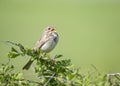 Corn bunting (Emberiza calandra) is a passerine bird in the bunting family Emberizidae. Royalty Free Stock Photo