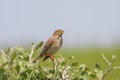 Corn bunting/Emberiza calandra