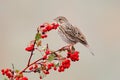 The corn bunting Royalty Free Stock Photo