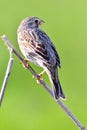 Corn bunting Emberiza calandra resting on a branch in its habitat Royalty Free Stock Photo