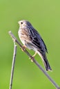 Corn bunting Emberiza calandra resting on a branch in its habitat Royalty Free Stock Photo