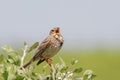 Corn bunting/Emberiza calandra/ singing.