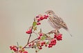 A corn bunting Emberiza calandra sits on a hawthorn bush Royalty Free Stock Photo