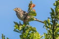 Corn bunting Emberiza calandra