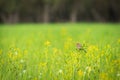 Corn bunting - Emberiza calandra - A small bird from the bunting family sits on a young yellow-green rapeseed sown in a field Royalty Free Stock Photo