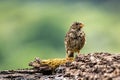 Corn Bunting - Emberiza calandra stands in the water Royalty Free Stock Photo